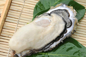 赤崎冬香【極】　The Top of Oyster