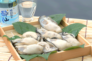 赤崎冬香【極】　The Top of Oyster